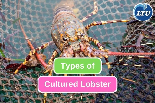 5 Different Types of Cultivated Lobster in Indonesia